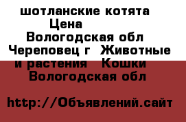 шотланские котята › Цена ­ 7 000 - Вологодская обл., Череповец г. Животные и растения » Кошки   . Вологодская обл.